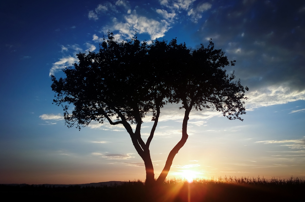Tree Quotes