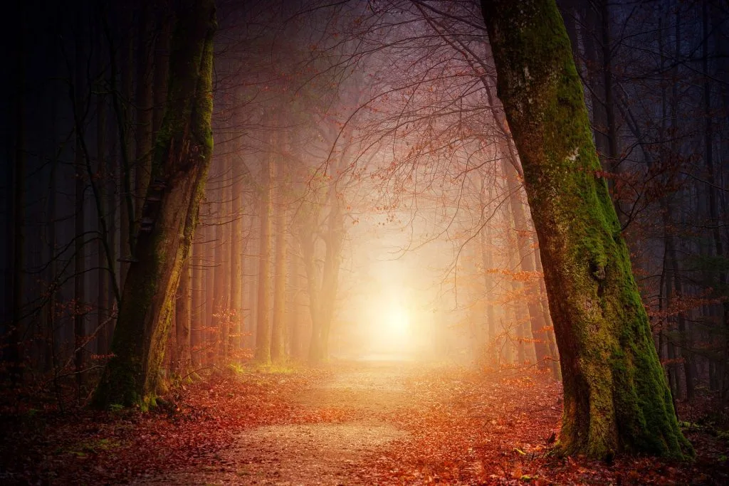 Forest Poems